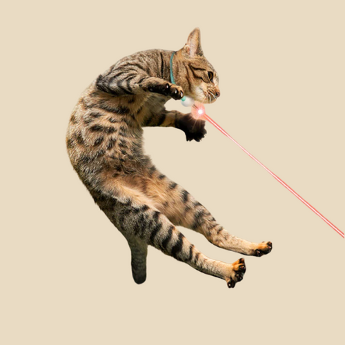 MeowBeam Toy V4