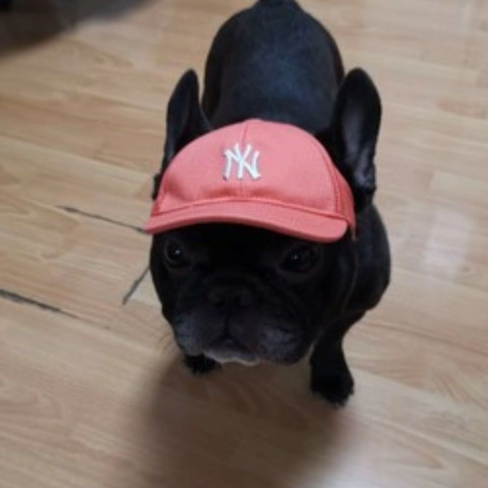 PuffPet CityCap – LA/NY Style