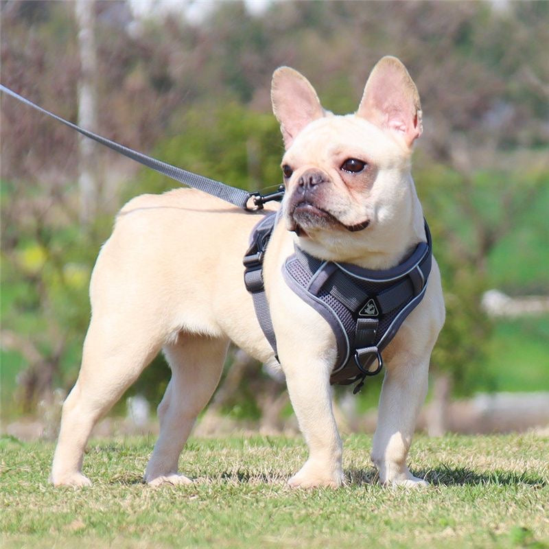Cute Cartoon Leash Poket Decor Pet Vest