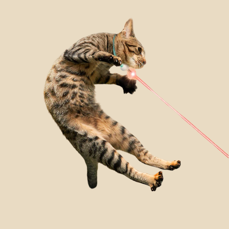 MeowBeam Toy V4