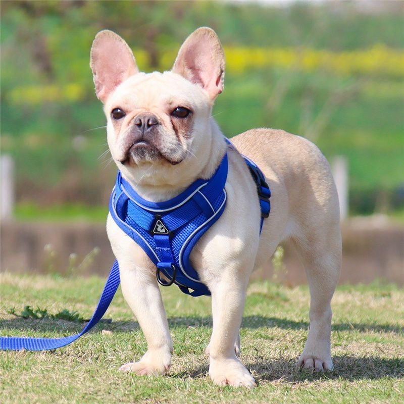 Cute Cartoon Leash Poket Decor Pet Vest